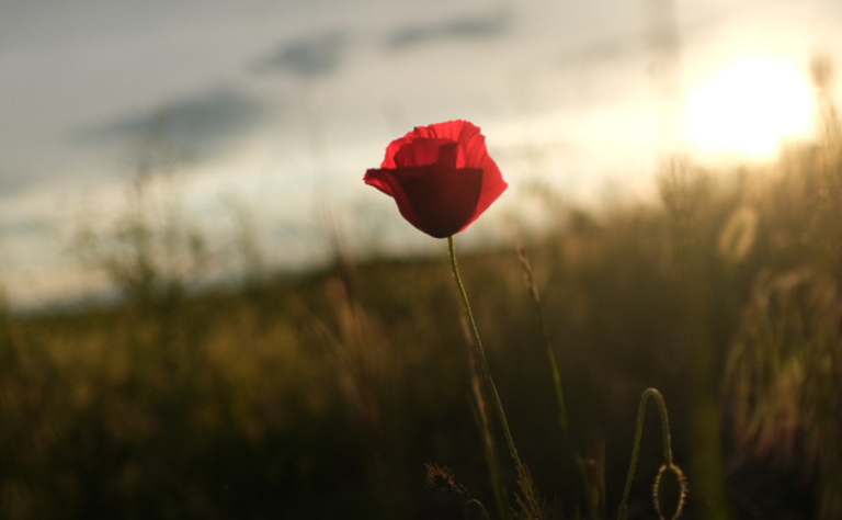 memorial day