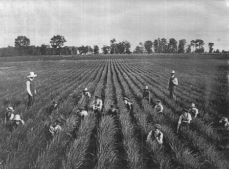 Boys working on a farm (1890s)