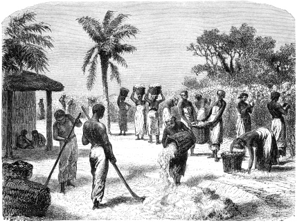 Slaves - Cotton Harvest