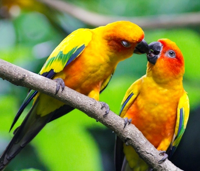 Two conures on branch