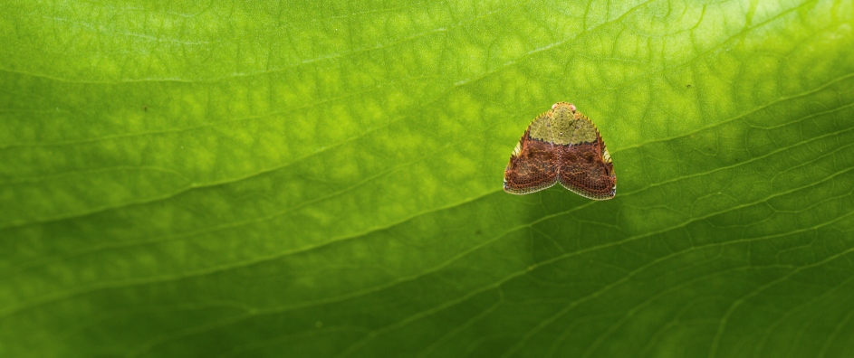 Small Winged Bug on Large Leaf’s Underside
