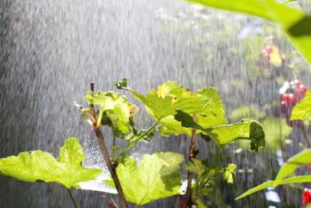 rain and sunshine over a garden