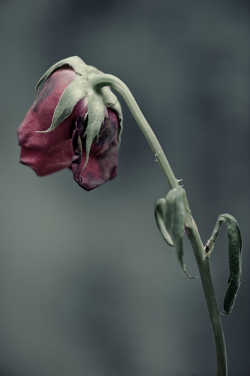 Wilted rose