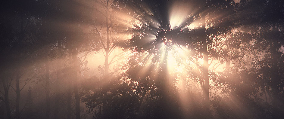 Light shrouded in forest