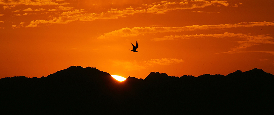 Sunrise with bird