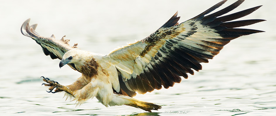 The Hawk, the Crow and the Brutality of Nature - BahaiTeachings.org