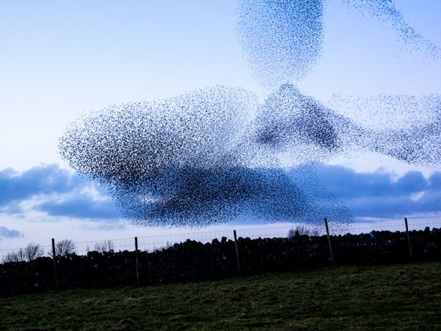 Flock-of-starlings