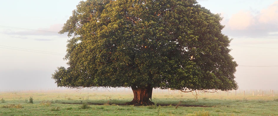 Our World s Dream A Sacred Tree BahaiTeachings