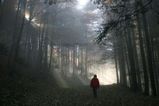 Walking-into-a-dark-forest