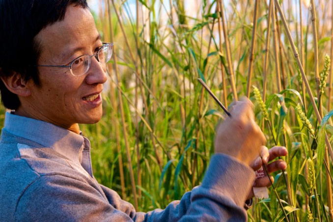 Scientist Shuwen Wang, who researches perennial wheat at The Land Institute, checks some of his crossbred plants in the greenhouse