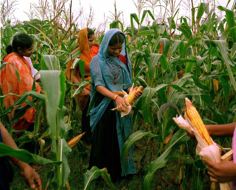 Women of the Barli Institute harvesting corn.
