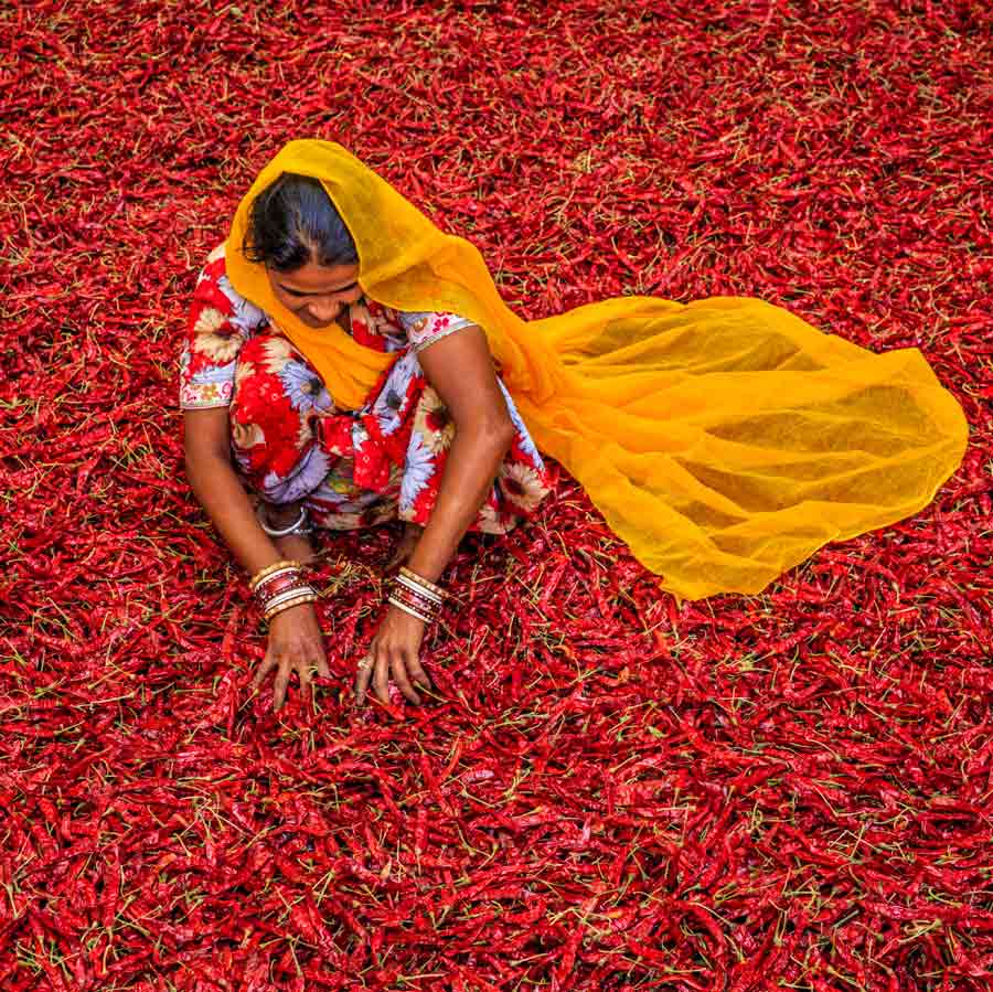 indian-woman-sorting-pepper