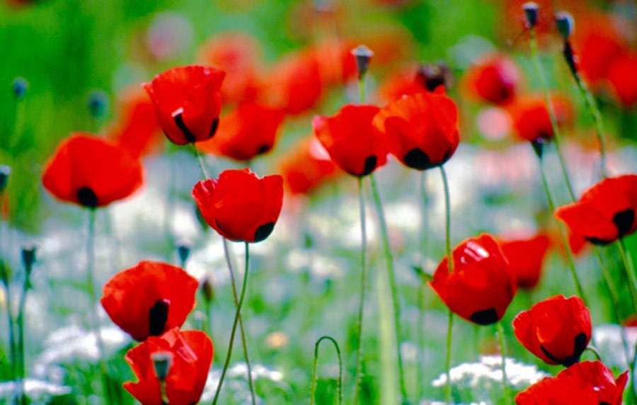 "Poppies" a photograph from Bev Rennie featured in e*l*i*x*r magazine