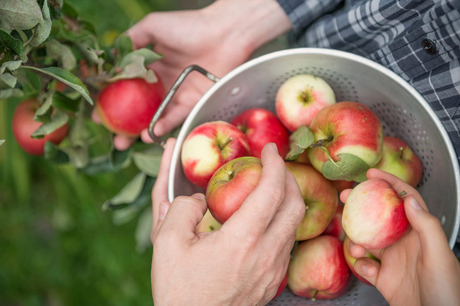 picking-apples