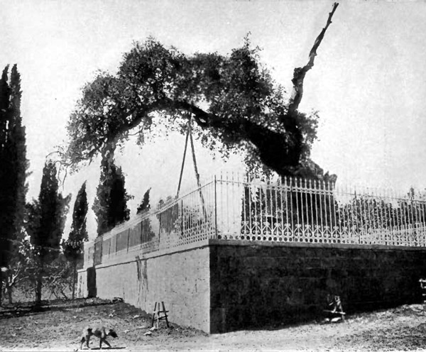 The Oak of Abraham in Mamre