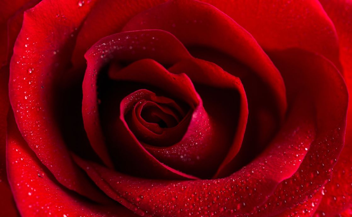The Spiritual Significance Of Roses Bahaiteachings Org The Spiritual Significance Of Roses Bahaiteachings Org