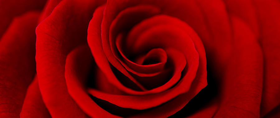 Rosas Negras - Flor Rosa Negra - Significado
