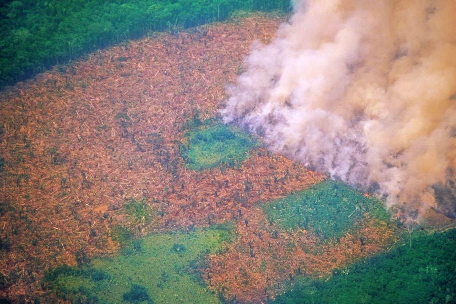 amazon-rainforest-deforestation