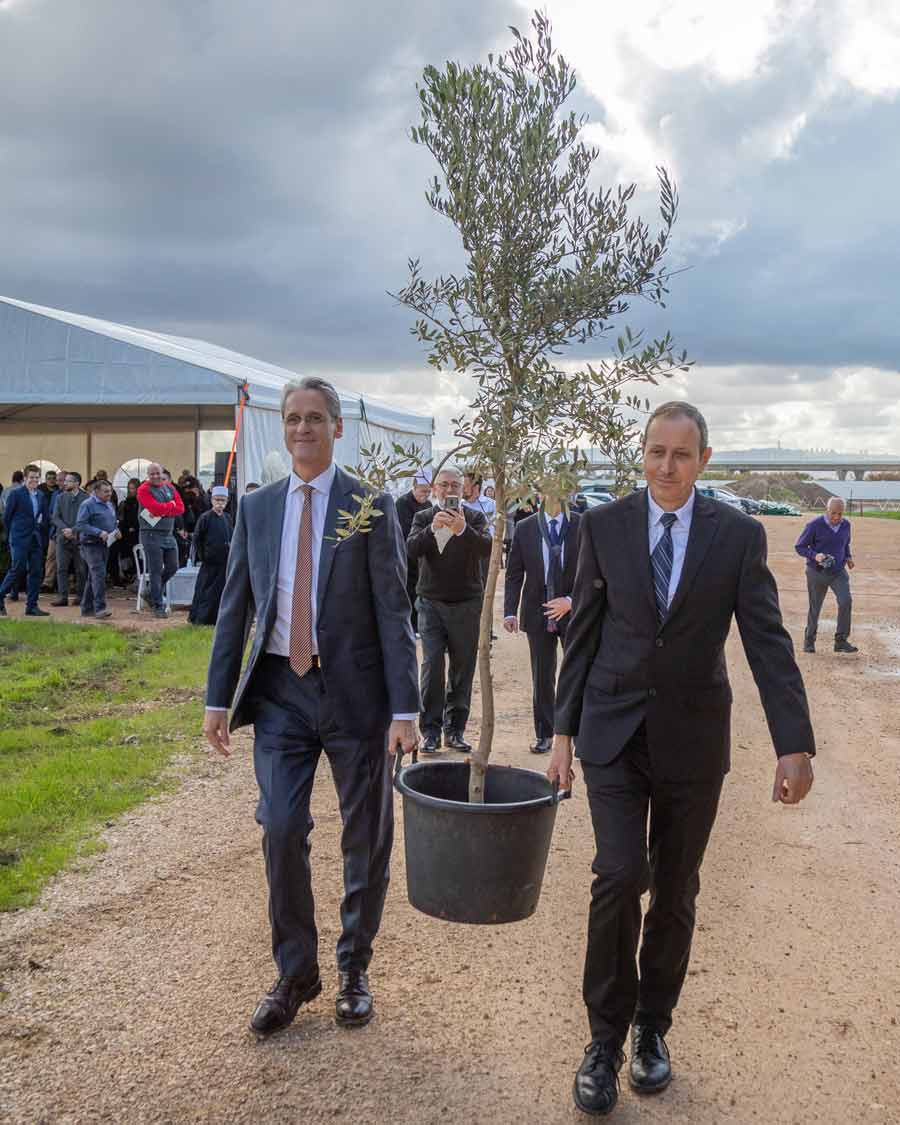 Shimon Lankri, Mayor of Akka, and David Rutstein, Secretary-General of the Baha’i International Community, carry an olive tree during a ceremony coinciding with the start of the construction of the Shrine of Abdu’l-Baha.