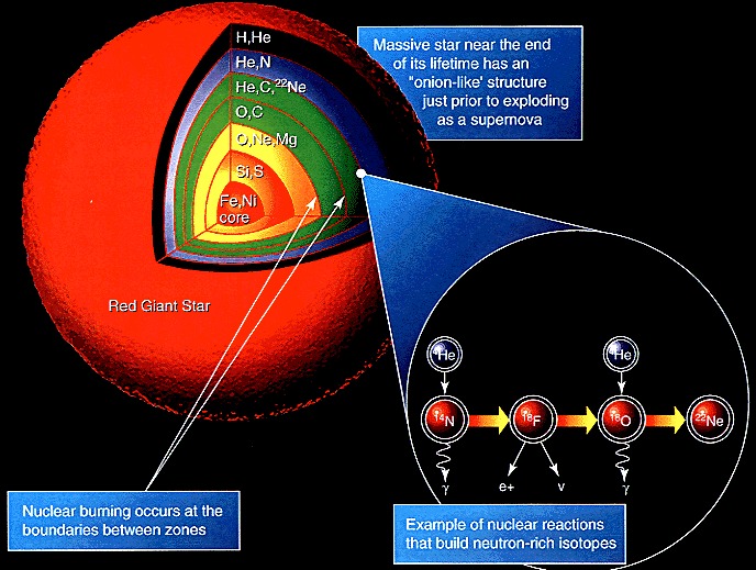 Cross section of a supergiant showing nucleosynthesis and elements formed.