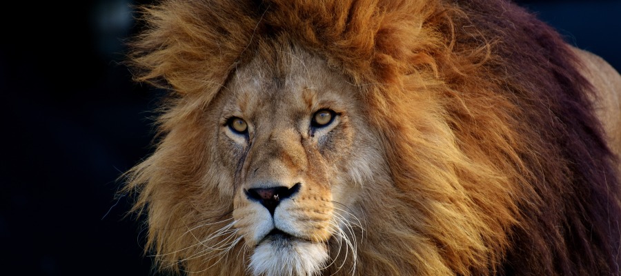 lion