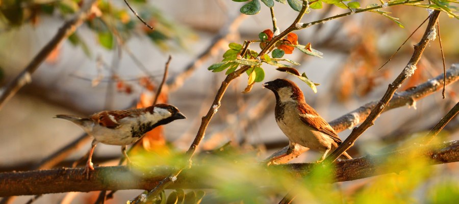 sparrows in the trees