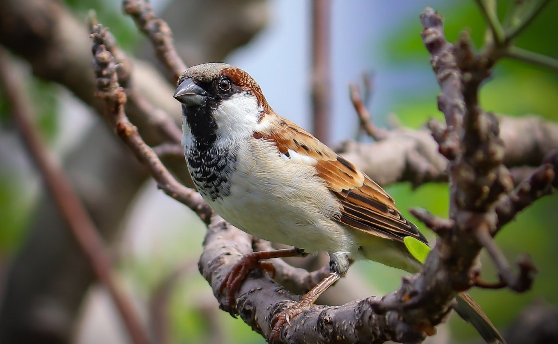 The Spiritual Meaning And Symbolism Of Sparrows BahaiTeachings