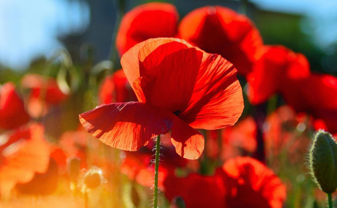Celebrating the Twelfth Day of Ridvan