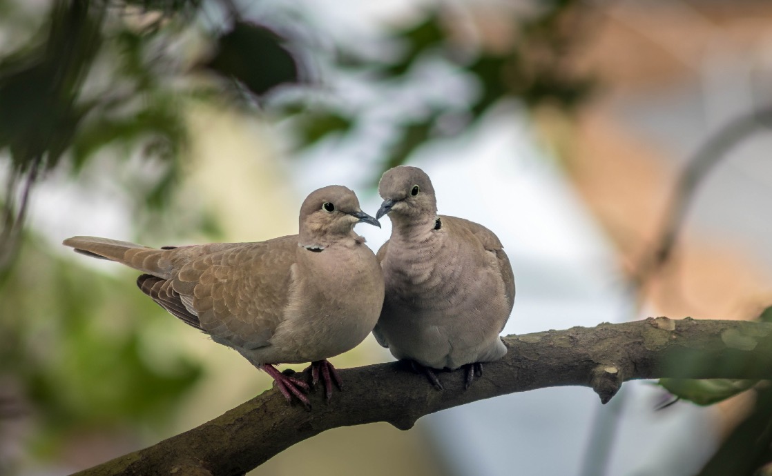 Turtle Doves Meaning In Bible