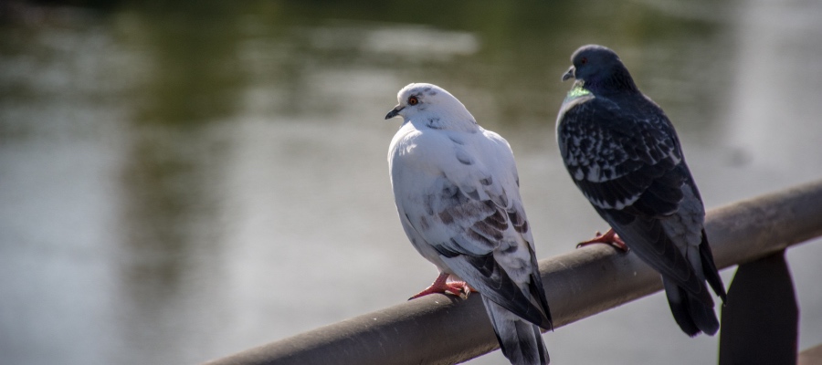 the-sweet-symbolism-and-spiritual-meaning-of-doves-bahaiteachings