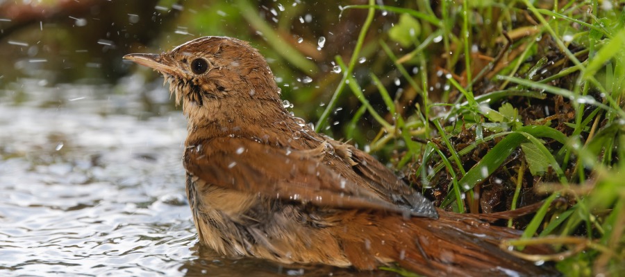 the-symbolism-and-spiritual-meaning-of-nightingales-bahaiteachings