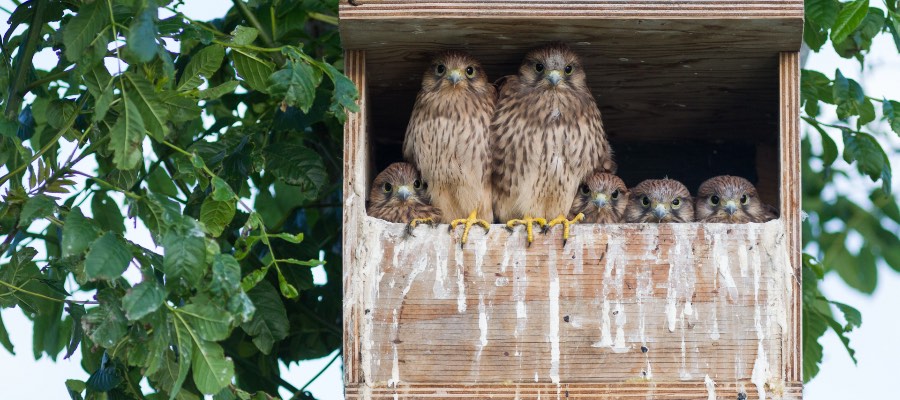 family of falcons in bird house