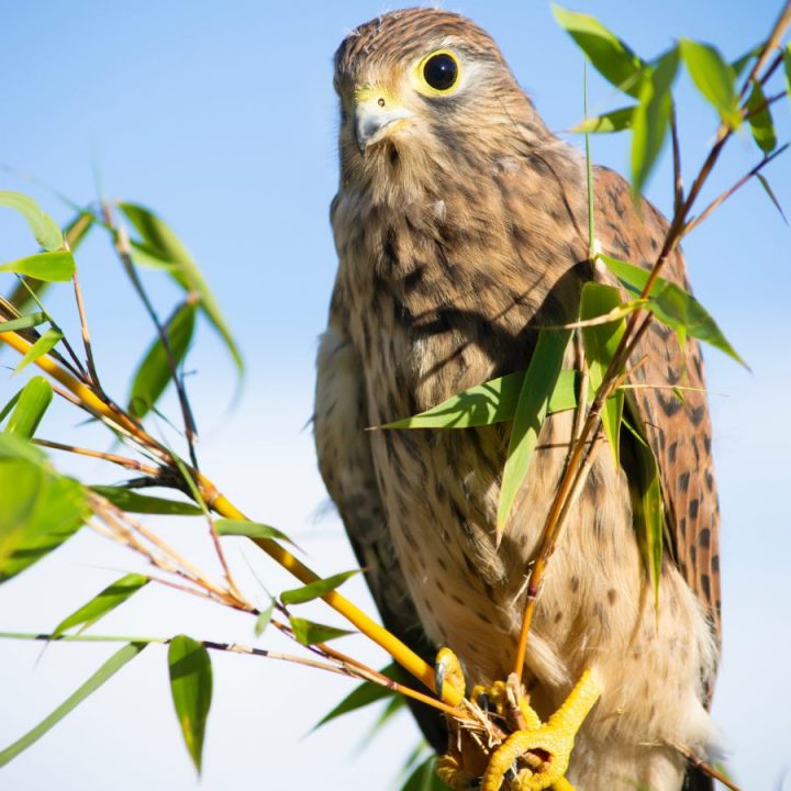 falcon on twigs