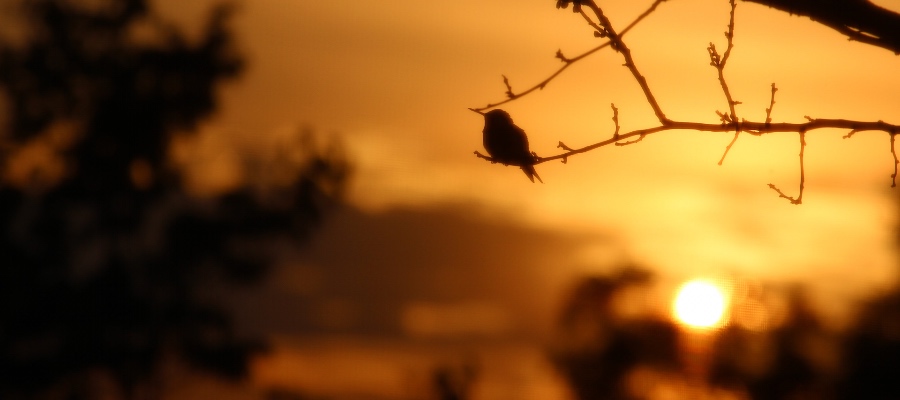 bird on a twig at dusk