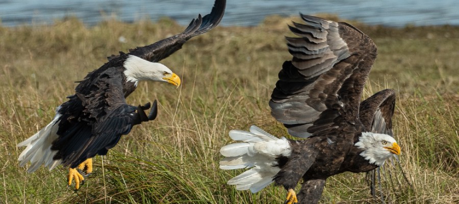 El significado y simbolismo espiritual de las águilas 
