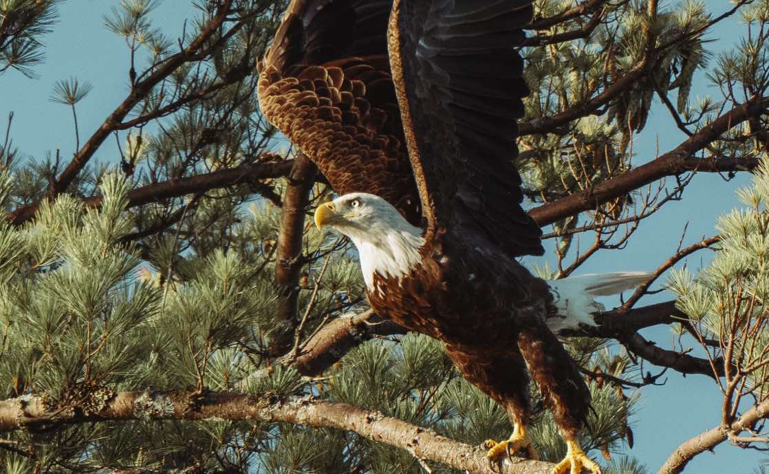 top-116-eagle-totem-animal-meaning-lestwinsonline